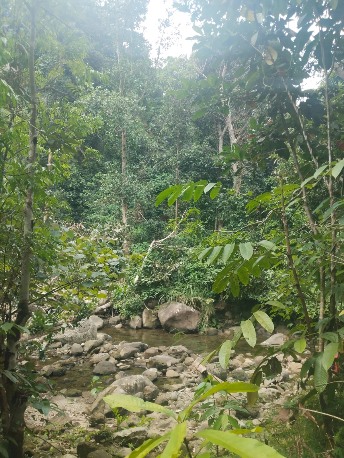 Hutan