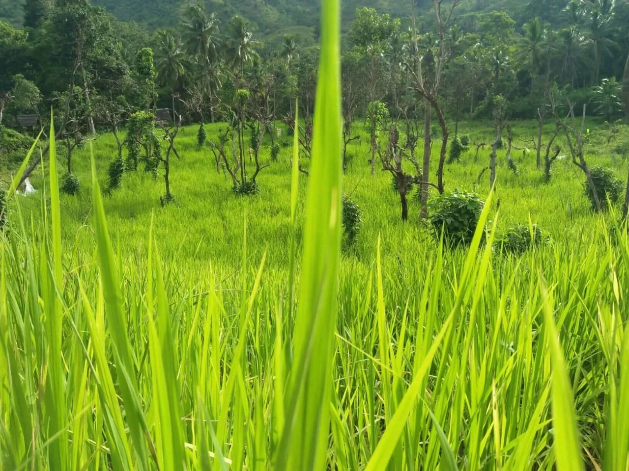 Alam